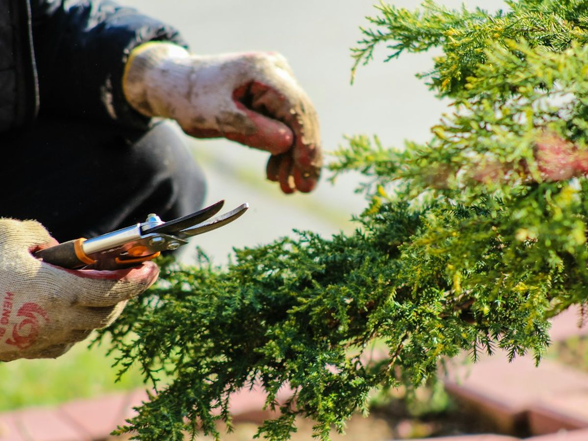 Hands pruning a conifer in a garden