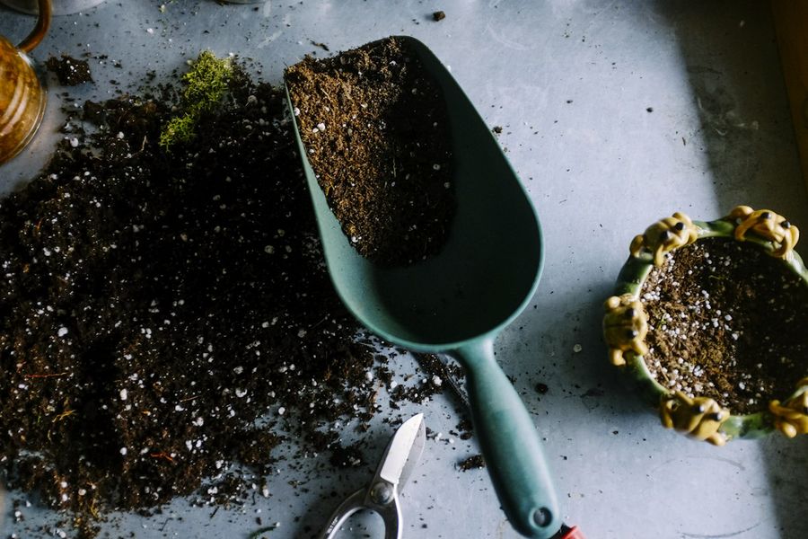 A garden trowel with soil and a young plant