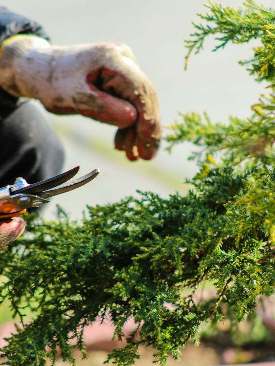 Hands pruning a conifer in a garden